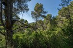 Thumbnail 2 of Building plot for sale in Javea / Spain #59037